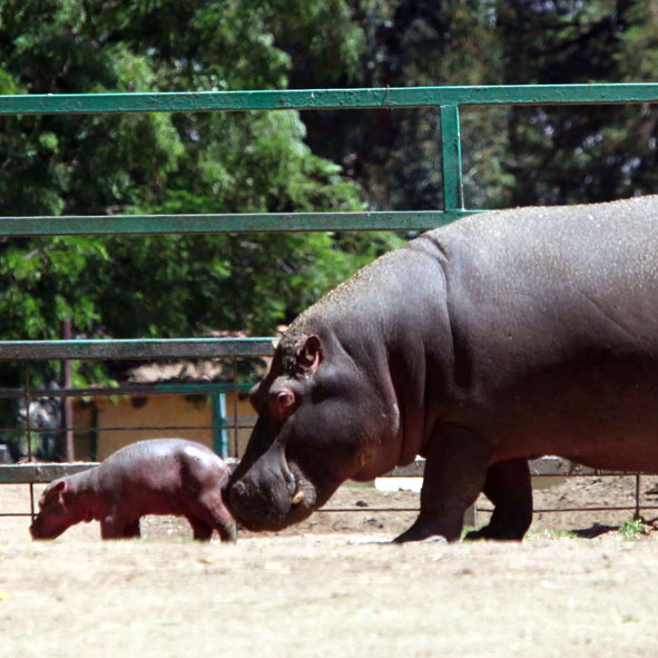 Zoológico de Zacango